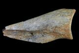 Struthiomimus Foot Claw - Aguja Formation, Texas #76746-1